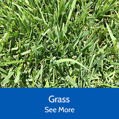 landscape supply grass
